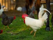 What Impacts the Growth of Meat Chickens?