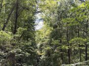 Clifton Gorge is a Natural Treasure In All Seasons