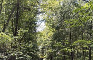 Clifton Gorge is a Natural Treasure In All Seasons
