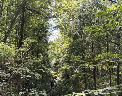 Clifton Gorge is a Natural Treasure In All Seasons