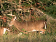 Ohio’s Deer Archery Hunting Season Under Way