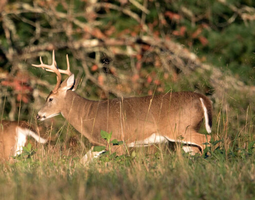Ohio’s Deer Archery Hunting Season Under Way