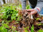 Here Are Some Late Summer Foraging Tips