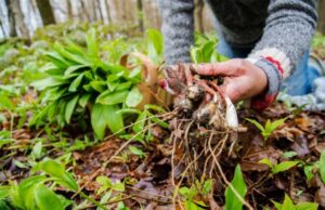 Here Are Some Late Summer Foraging Tips