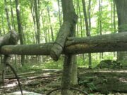 Heritage Explorers Fest Scheduled for Homeschool Families