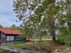 Sorghum & Music Festival Held at Simon Farm