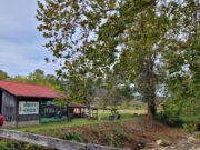 Sorghum & Music Festival Held at Simon Farm