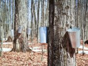 Ohio Maple Producers Association Celebrates State’s Maple Production History