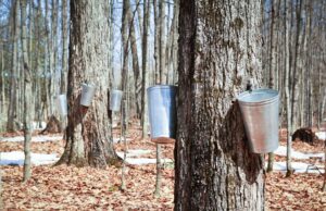 Ohio Maple Producers Association Celebrates State’s Maple Production History