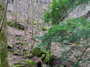 Arc of Appalachia Announces Volunteer Opportunities