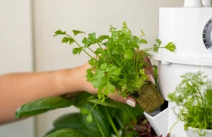 How and When to Harvest Your Tower Garden Crops