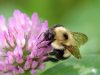 Highlands Nature Sanctuary Hosts Event That Teaches the Secret Life of Bees