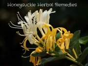 Honeysuckle herbal remedies