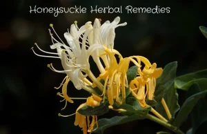 Honeysuckle herbal remedies